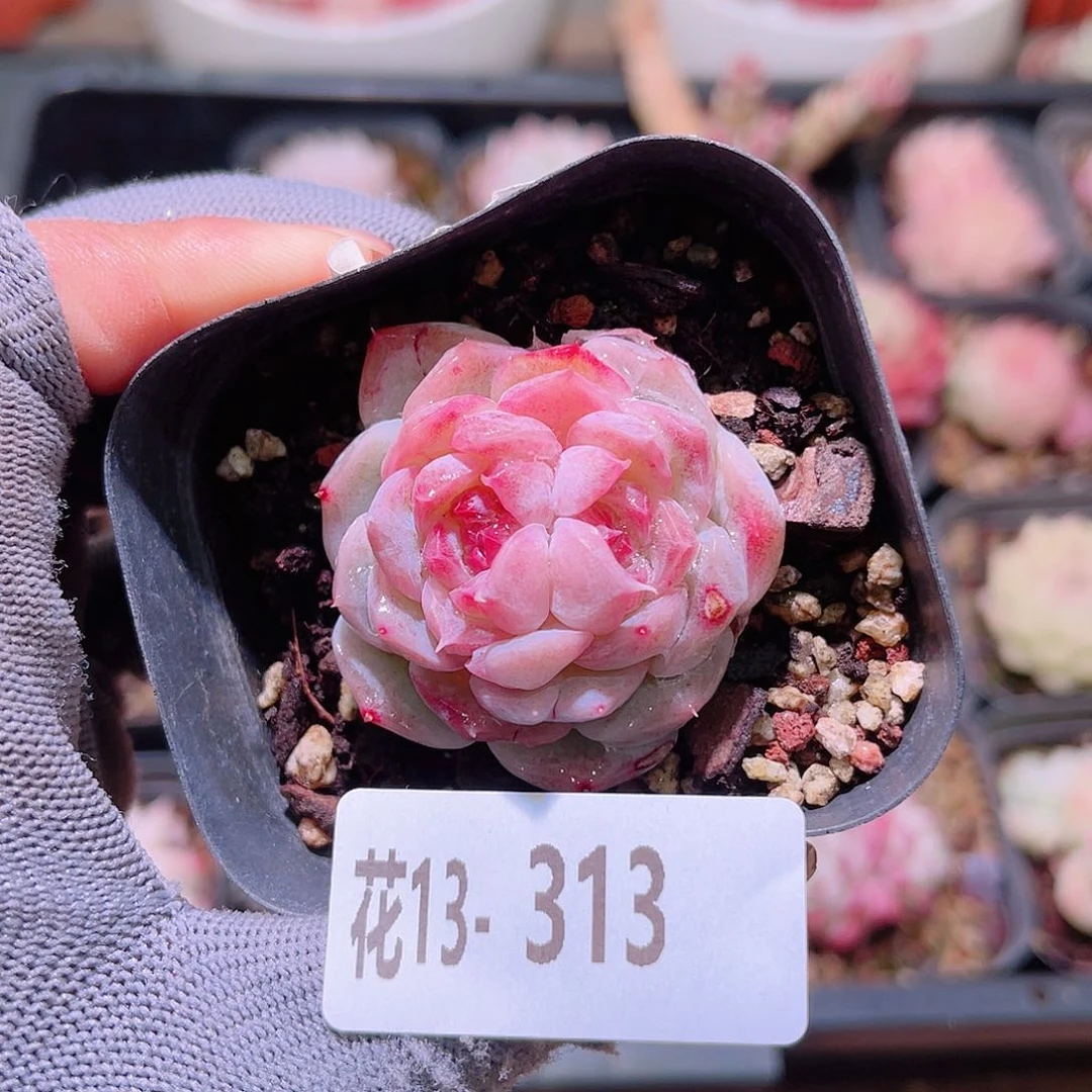 花13-313新品单头