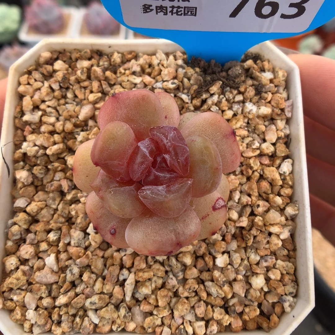 763红色恋人石化多肉植物