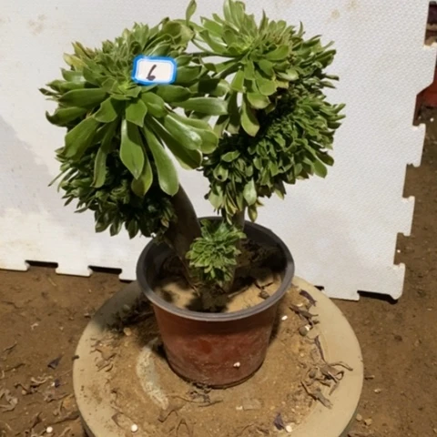 原始绿缀一物一拍