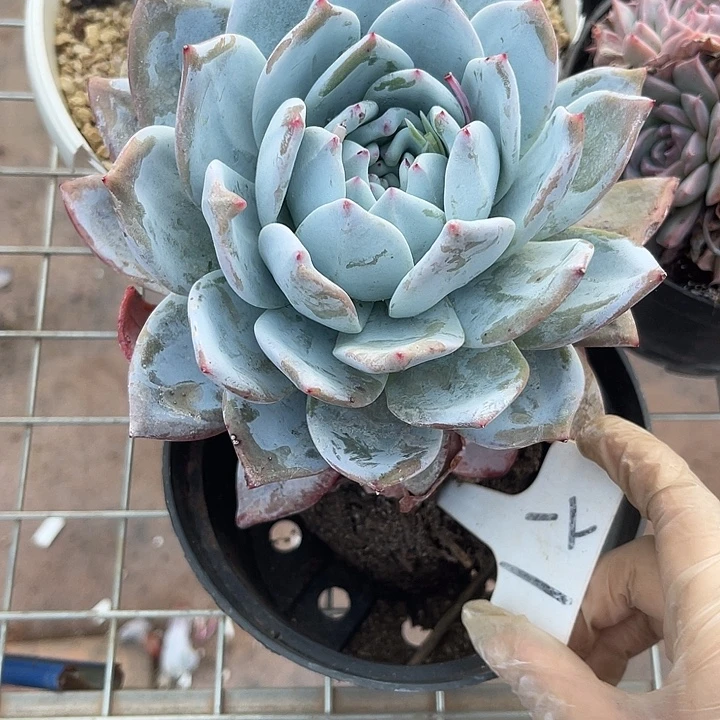 两单包邮，一物一拍嫦娥1