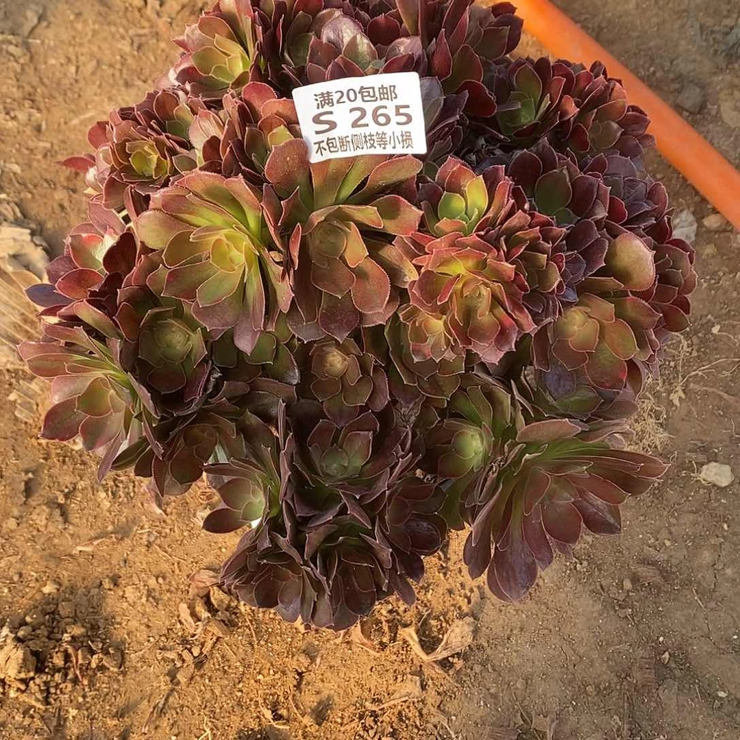 265雅典娜摘心朵朵多肉