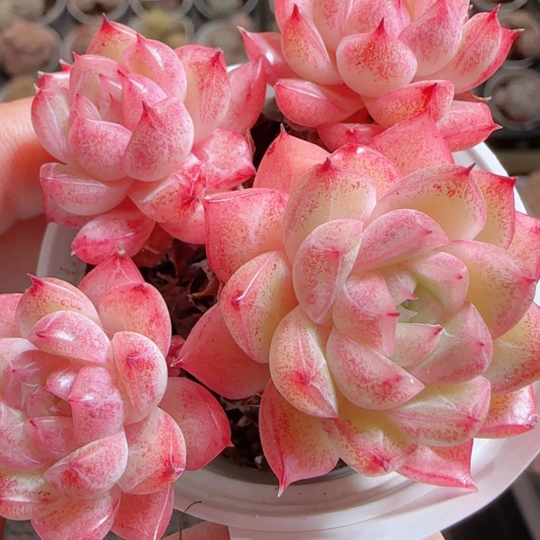 花语多肉0101-76散