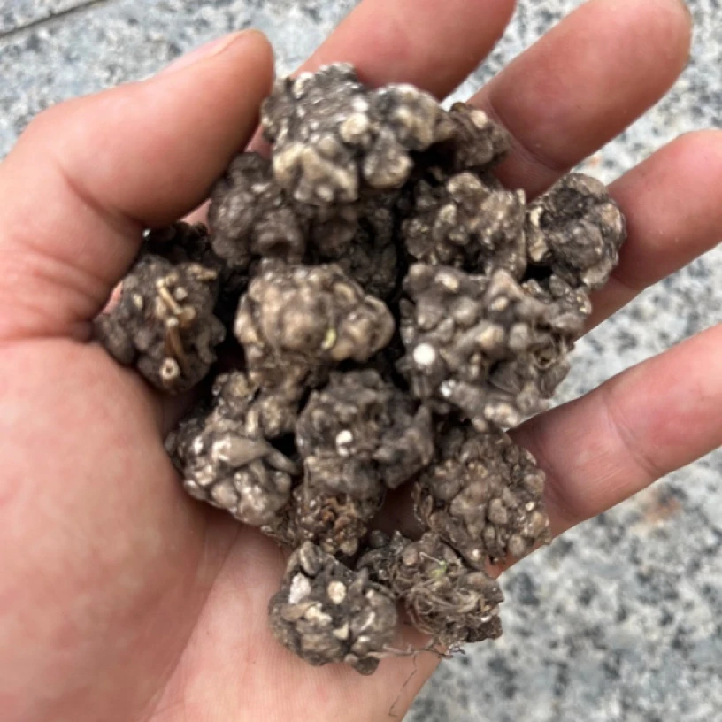 【彭彭现収山货】深-山-猫-爪-草-500g-1000g食用农产品