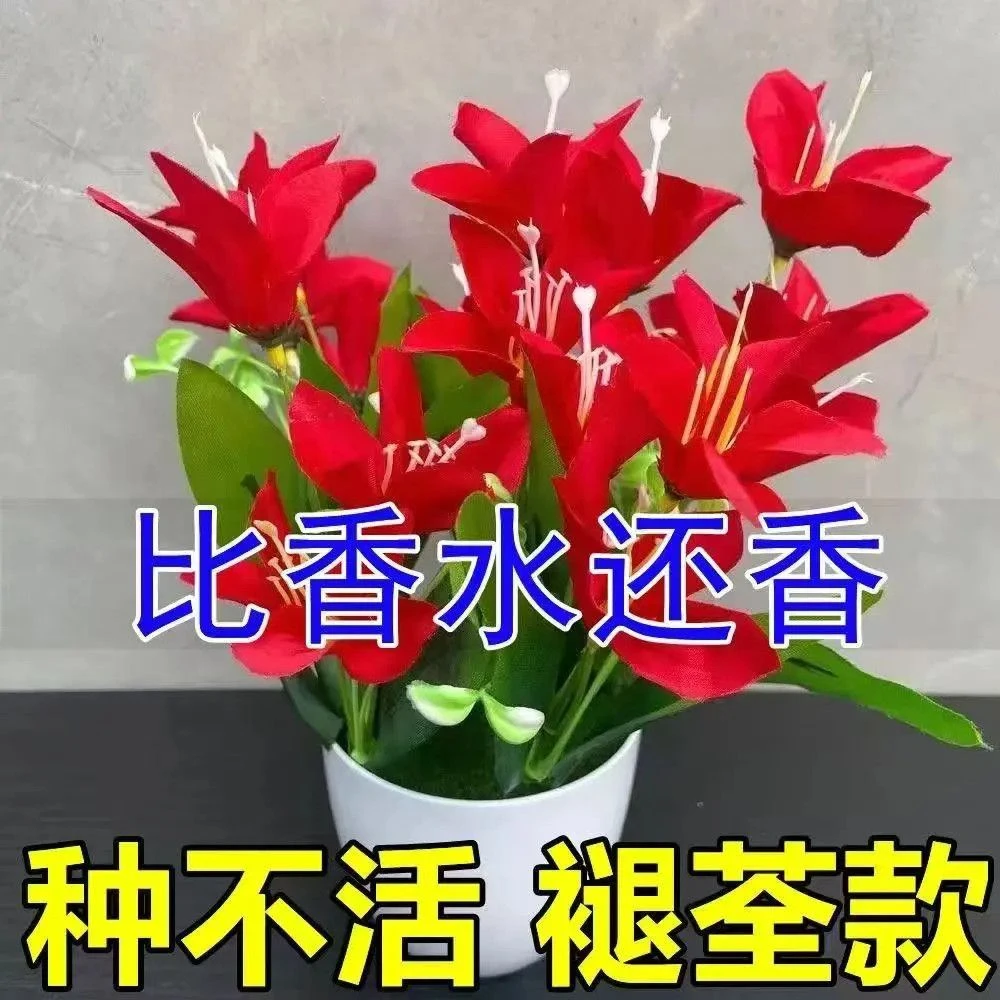 香水味浓香重瓣懒人新品清香玉球根兰花盆栽花卉大全耐寒四季开花