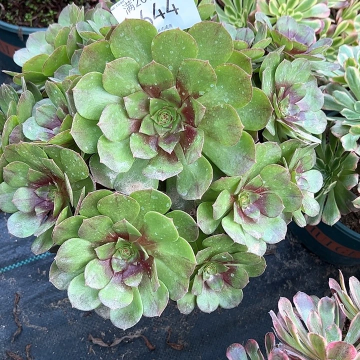 0644红心万圣节多肉植物