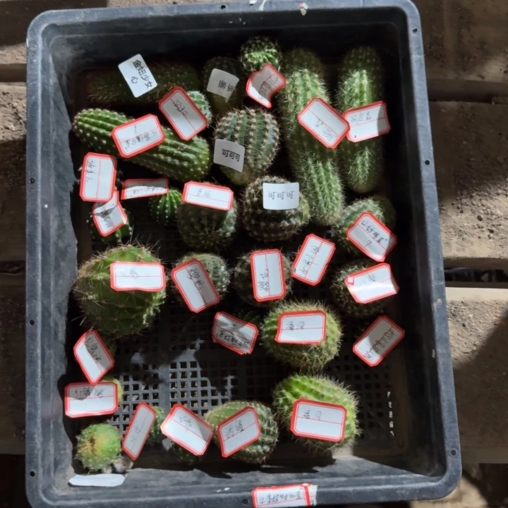 379无根侧牙很小2个品种歪，