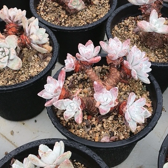 韩货苹果叶仙女杯