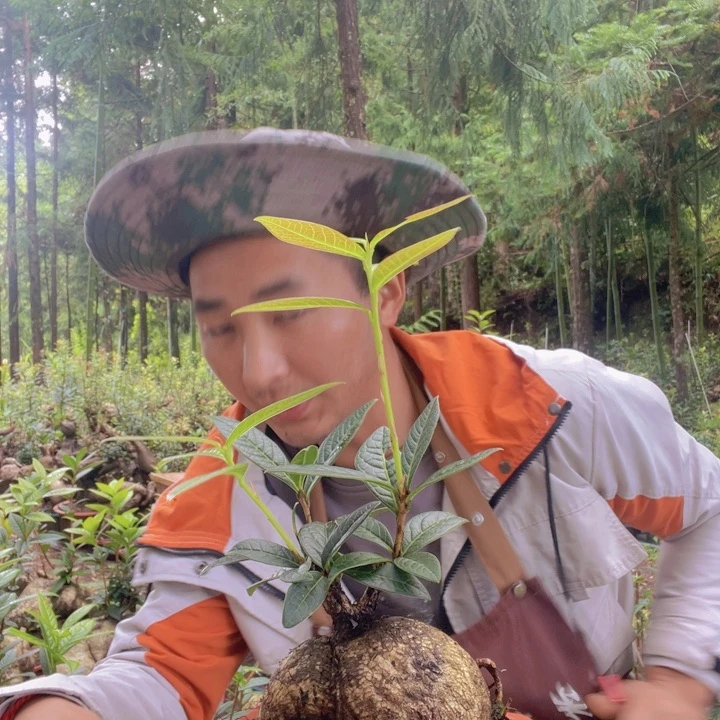 树萝卜等作物的种植面积达