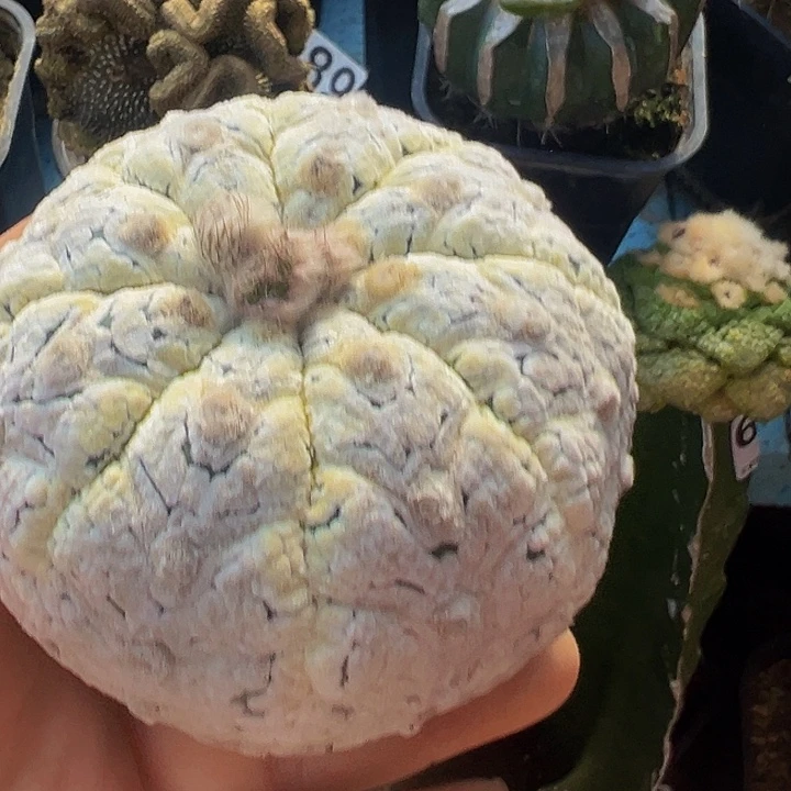 浓白兜278仙人球开花