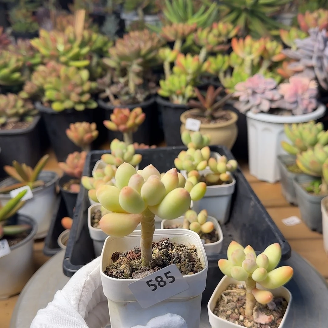 不****！585号 一物一拍