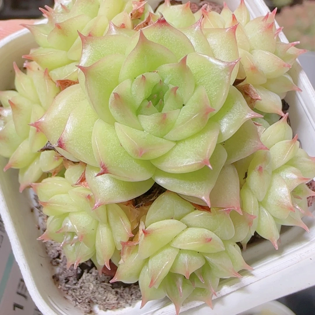 花语逸镜1114-198散
