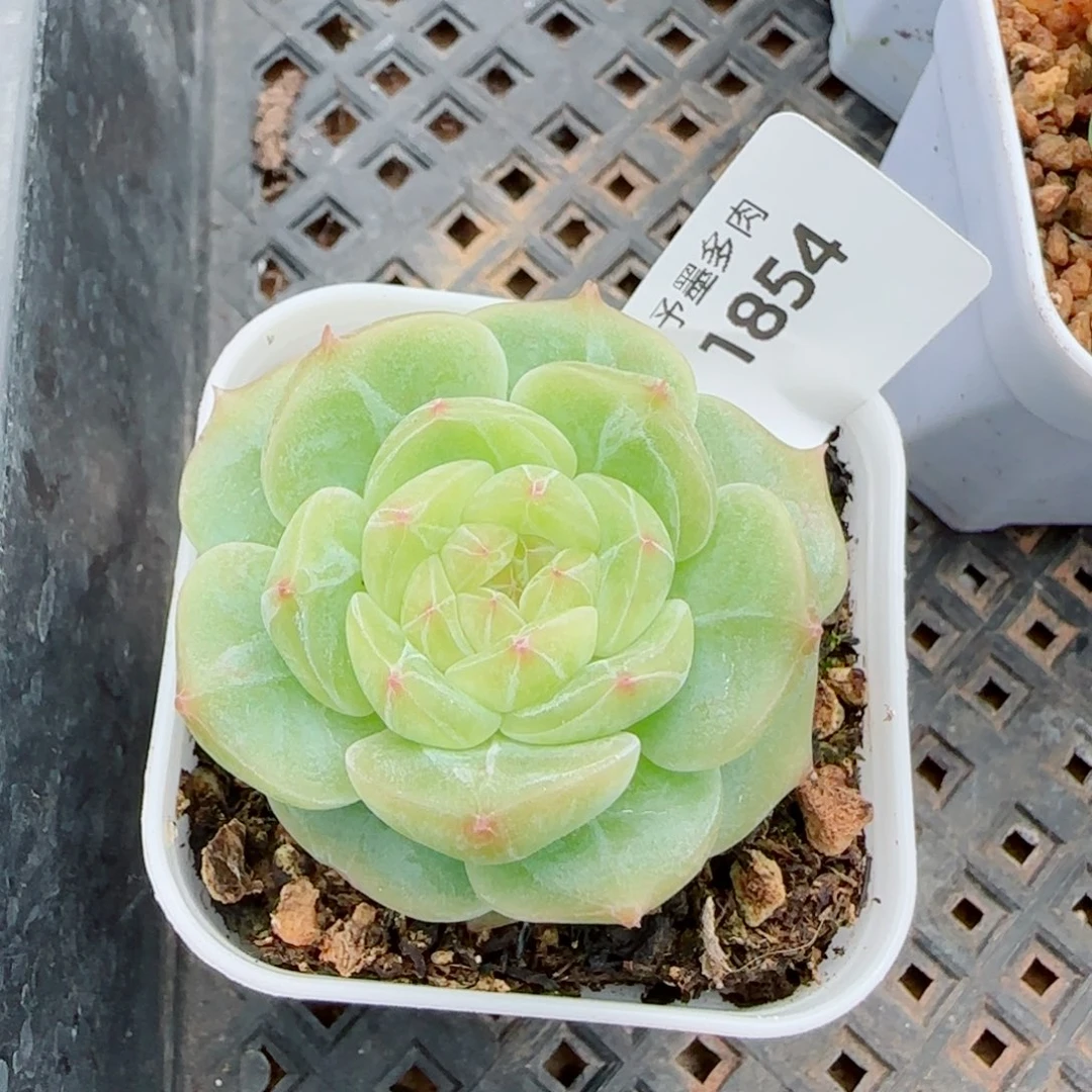 孤品珍妮，1854多肉植物