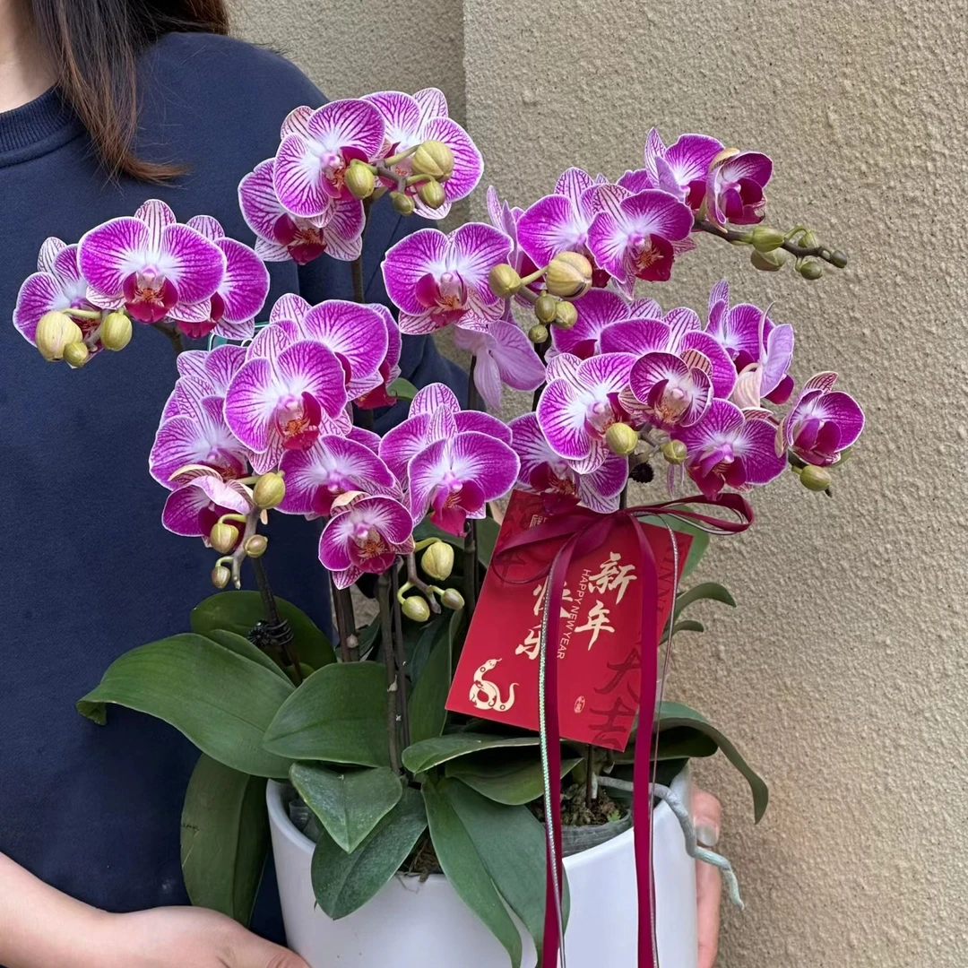 《天堂鸟-带花剑》3.5寸杯中大花型蝴蝶兰