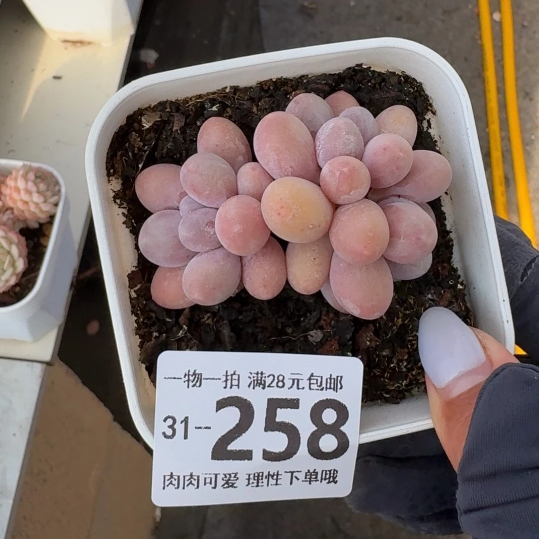汤圆无盆土发货无盆
