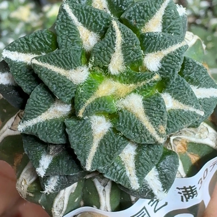 无花朵苗接黑牡丹796