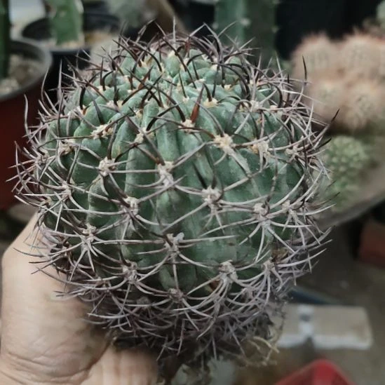 仙人球丽花凯瑟琳带根