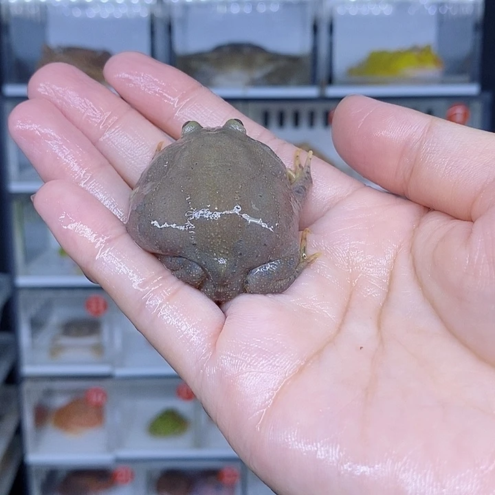 特价秒杀现货特价丑