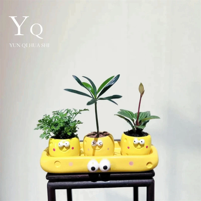 豆瓣绿罗汉松狼尾蕨室内好养创意盆栽装饰迷你绿植花瓶精致摆件