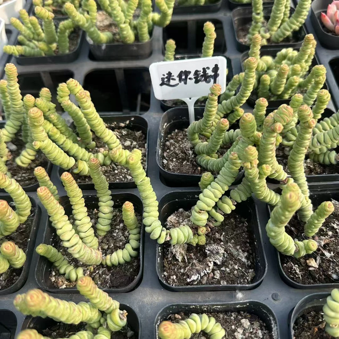 迷你钱串多肉植物 脱土