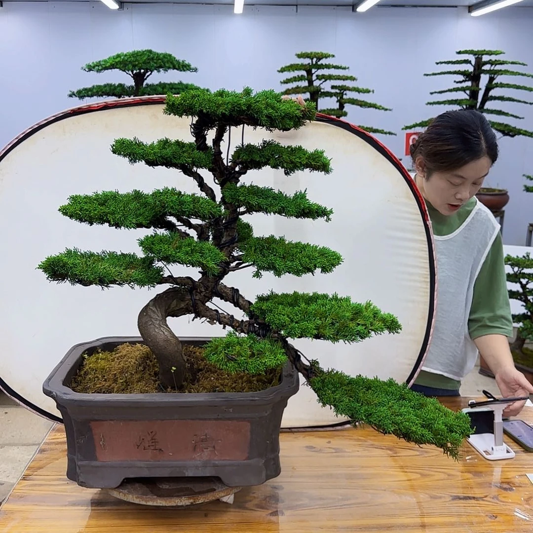 无花朵盆景直播间一物一拍