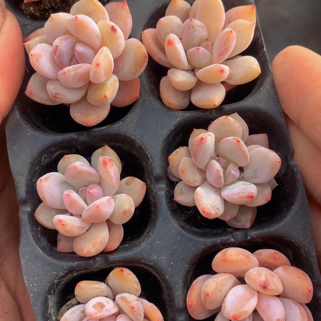 樱花粉 小 拍10发11 （不满9.99发叶子）