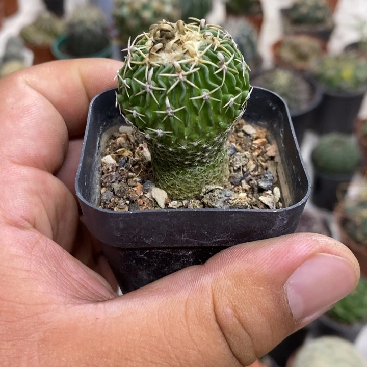 实生太刀岚特价福利