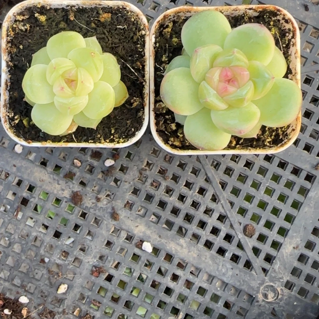 东篱下多肉哈哈哈哈哈