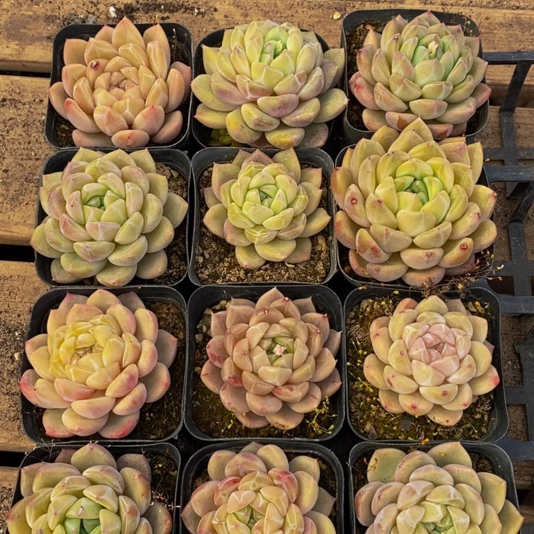 ヅ****デ742的人生态度是