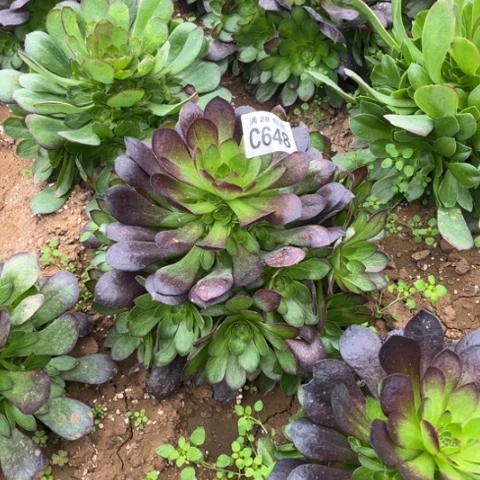 648赤焰莲不包断枝