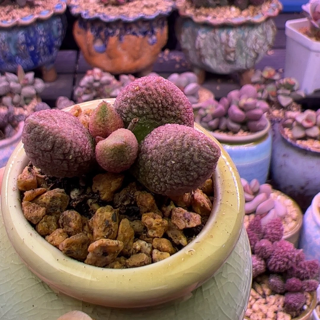 小***凤啦啦啦啦啦啦啦啦啦