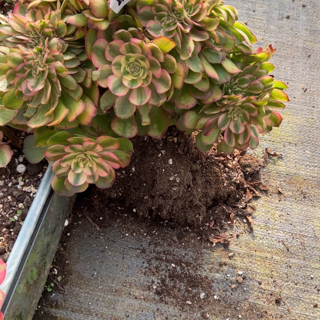 237荔枝缀多肉多肉多肉