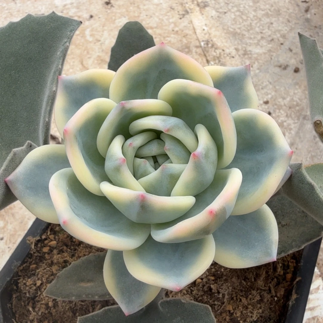 伊丽莎白锦锦上园艺一物一拍