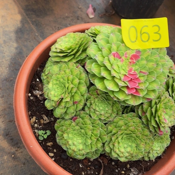多肉植物福利063个