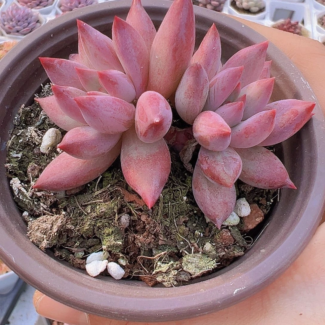 双头大虞美人19包邮