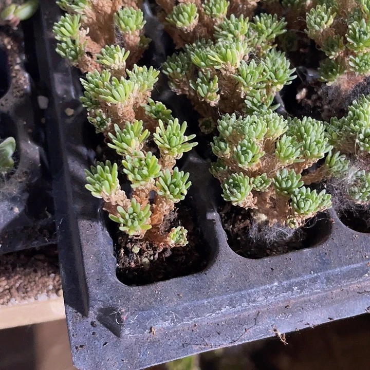 小球松1.5带土发货