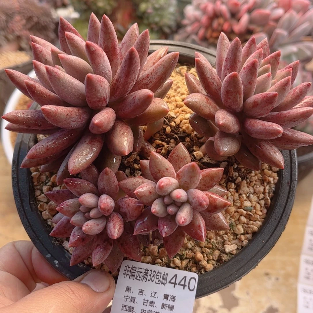 440胖体红蜻蜓德华多肉