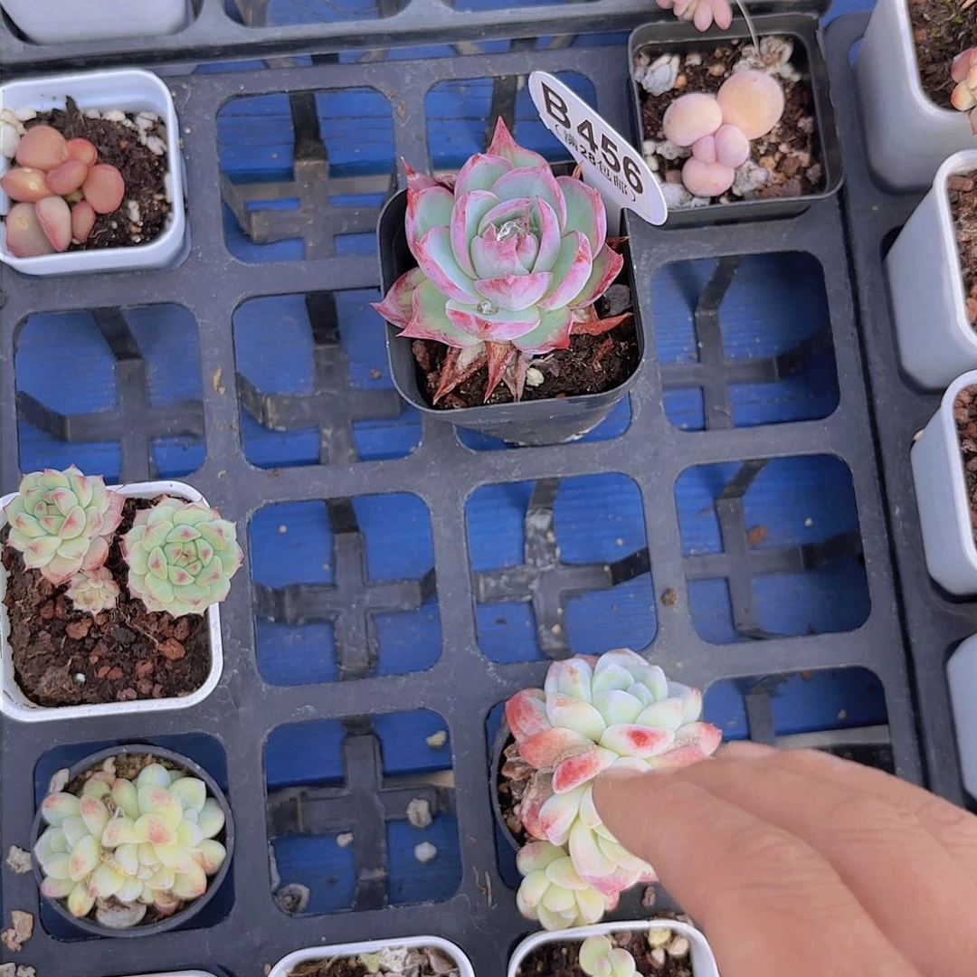 梦**境B456惊鸿仙子一物一拍