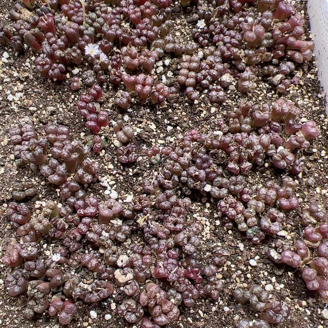 【闪购商品】151 勋章