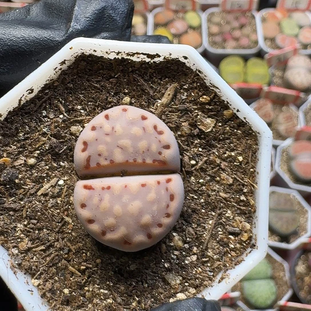 巨***笑生石花111122。 152