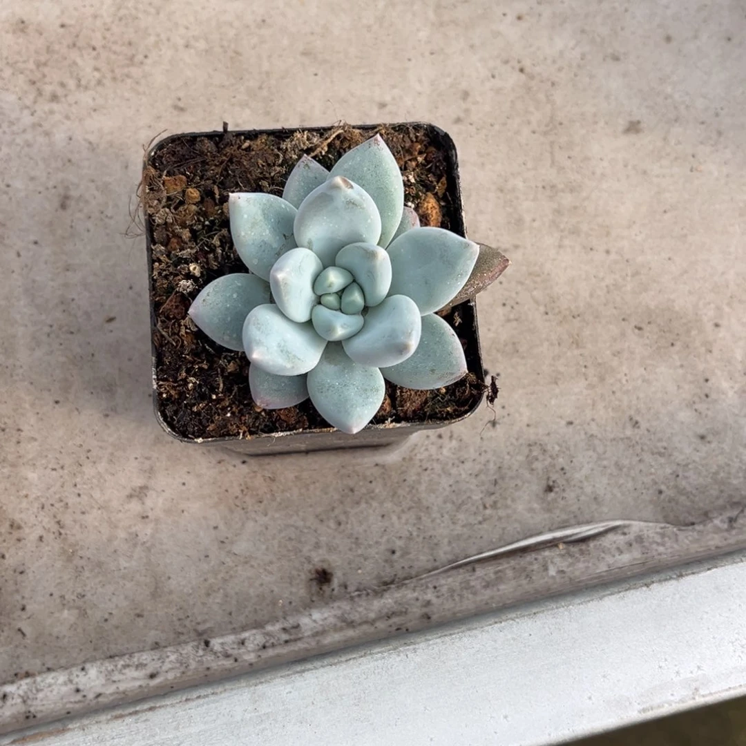 S***N多肉植物伊丽莎白