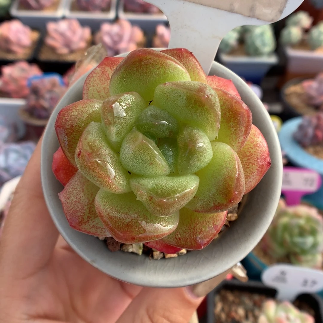 199冰玉石化多肉植物