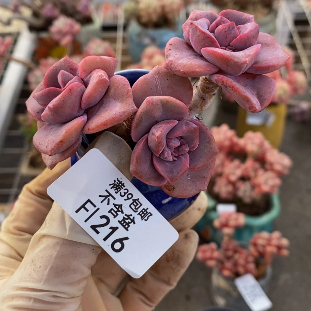 彩虹糖216/6cm多肉