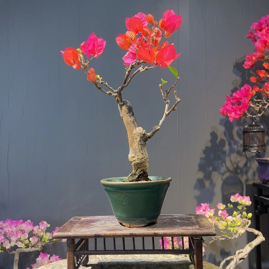 【闪购商品】完全开放小*7