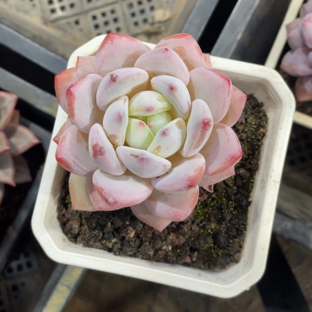 梦尔园冠幅6.5 公分一物一拍