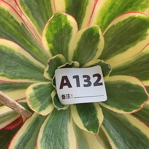 【闪购商品】12345678