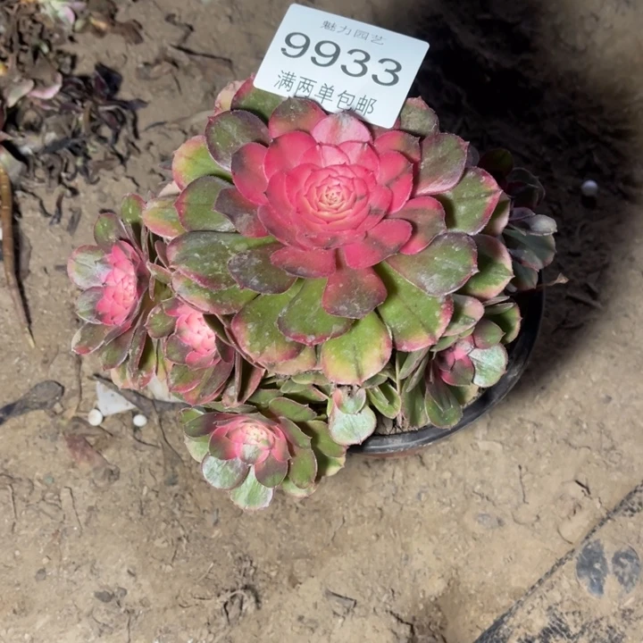 9933荔枝的的多肉的人