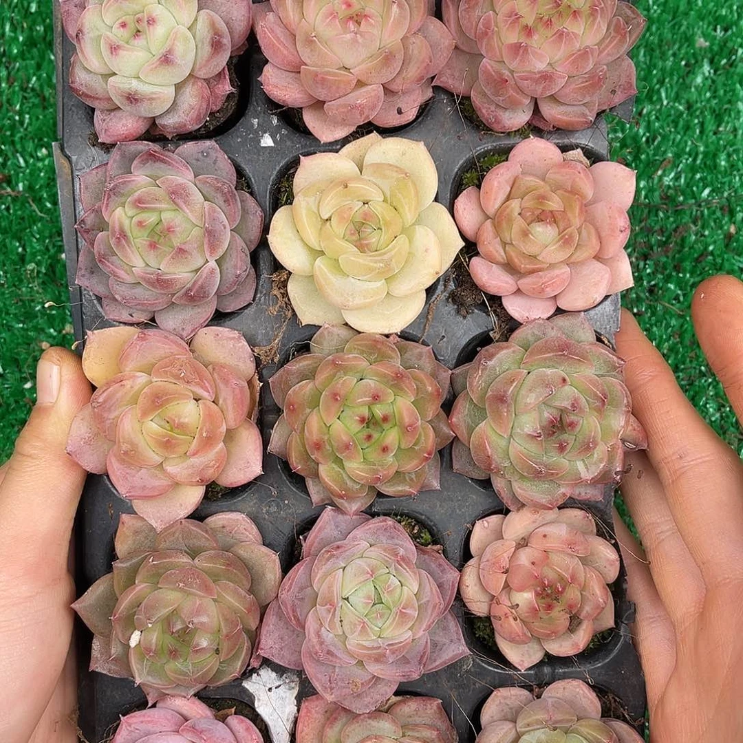 多肉一物一拍31-58