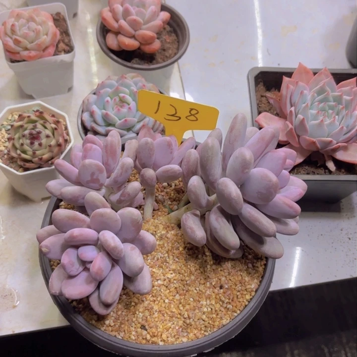 W****g我的小可爱们都好可爱