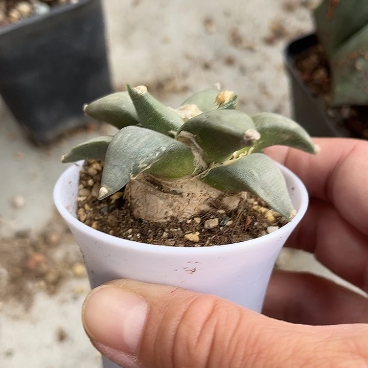 无花朵实生岩牡丹一物一拍