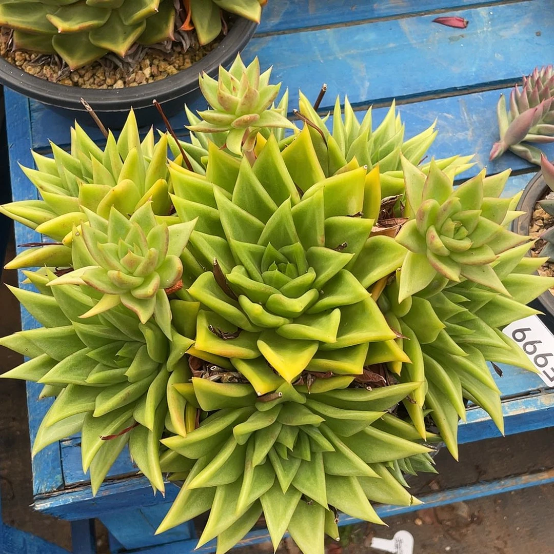 若如东云单拍F999